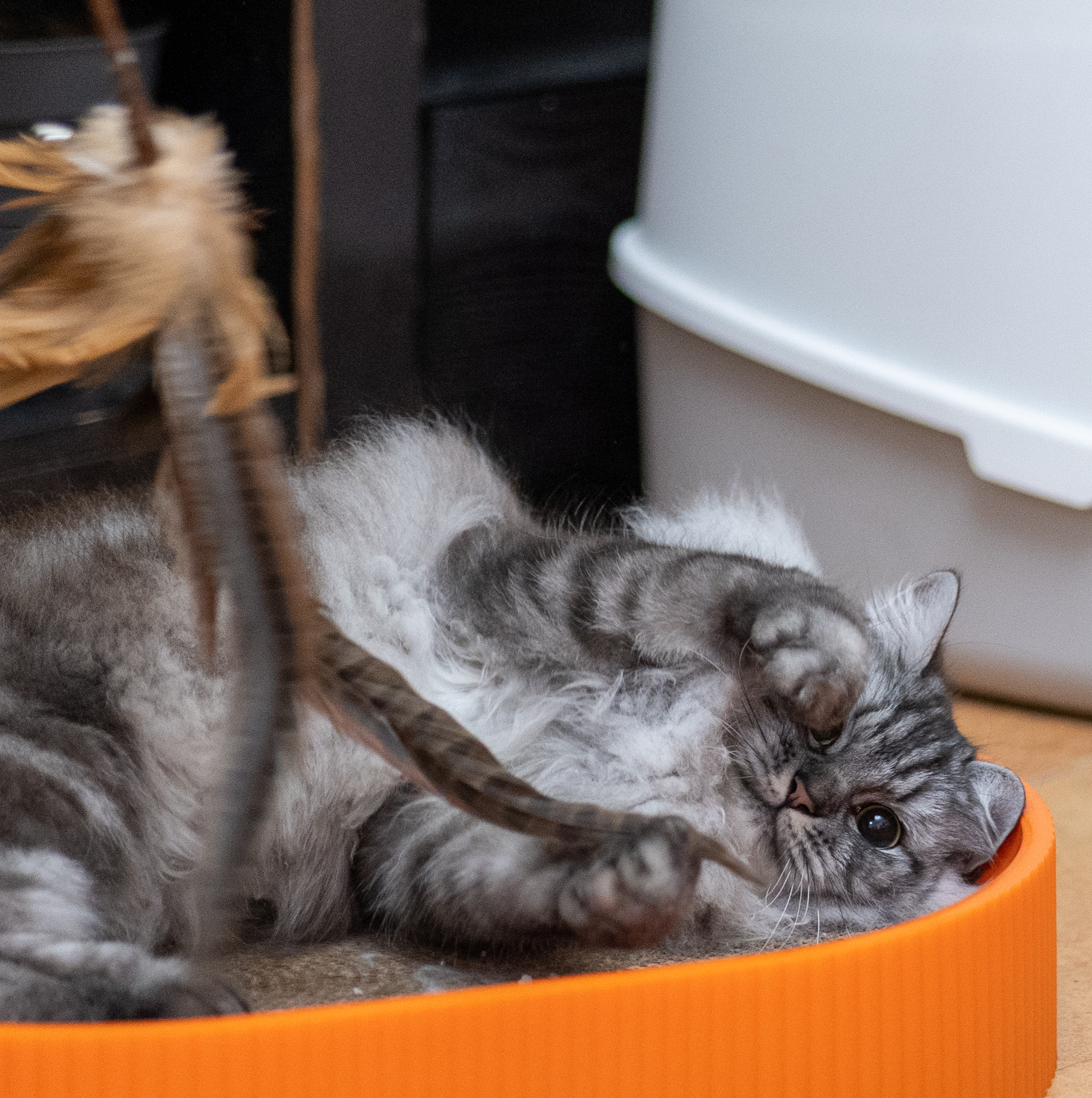 逗猫棒~