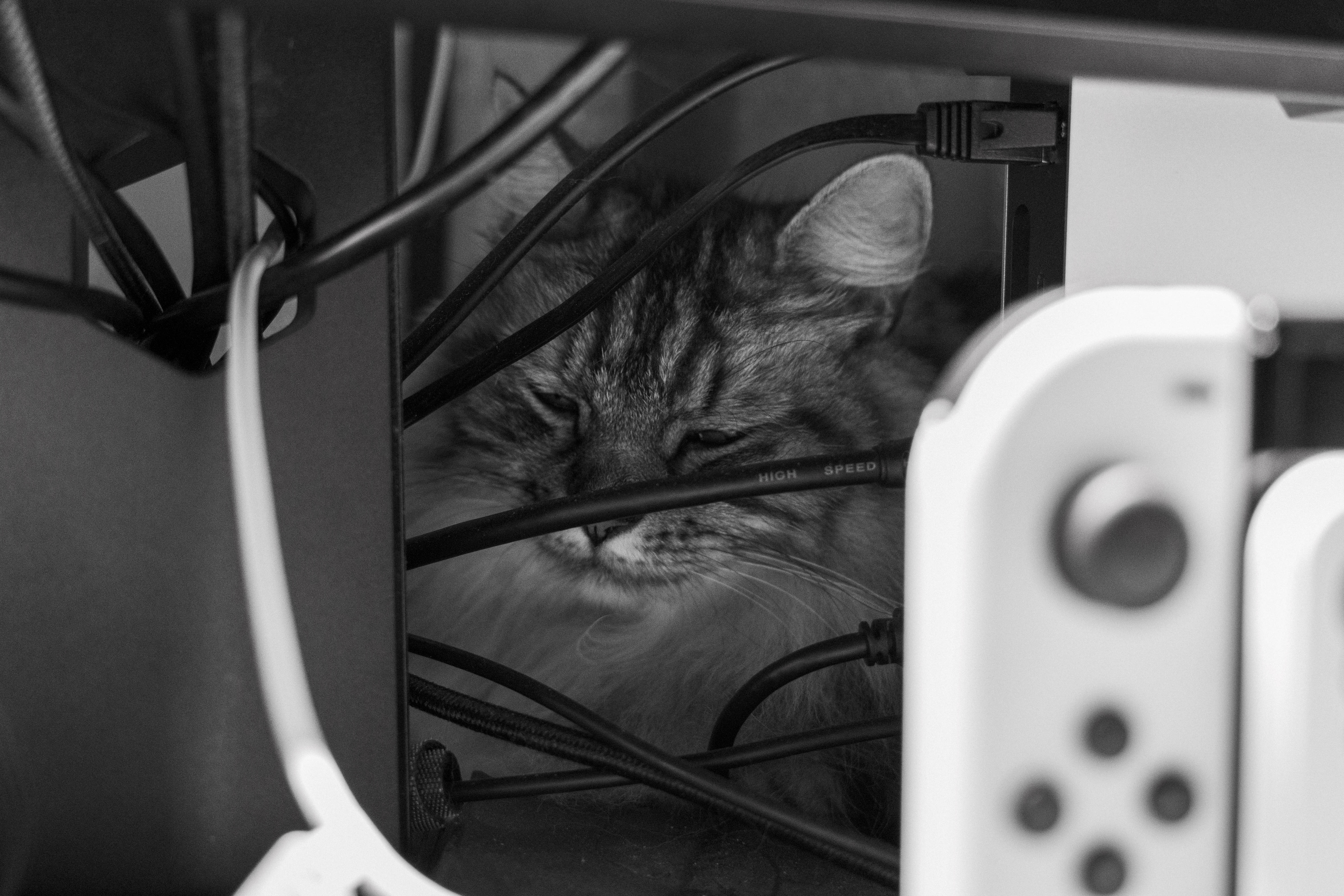 理线员小猫