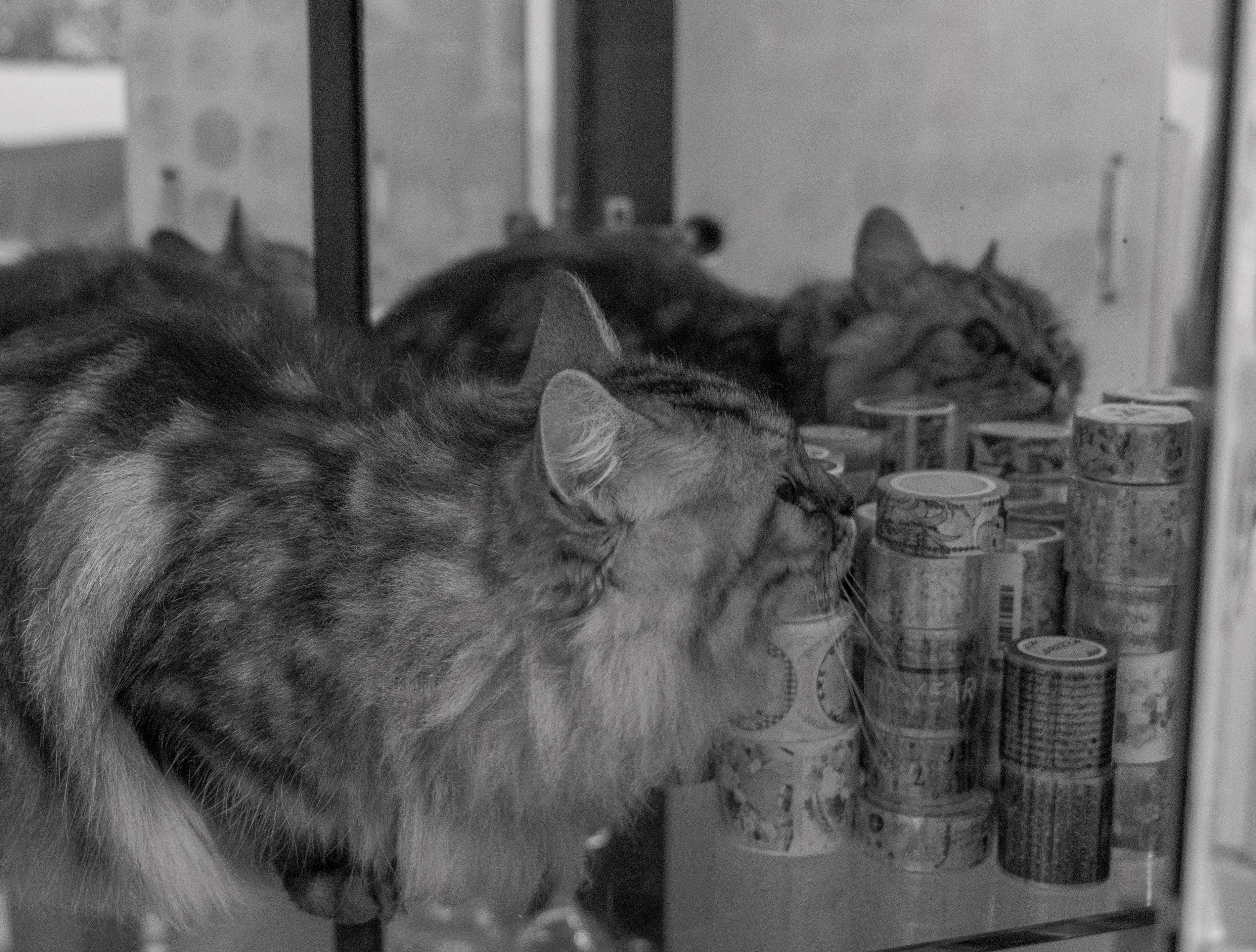 镜中小猫